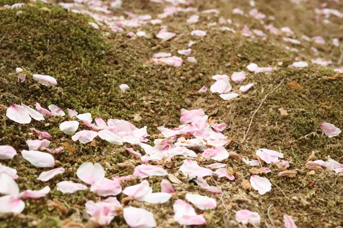 Blooming Petals journey