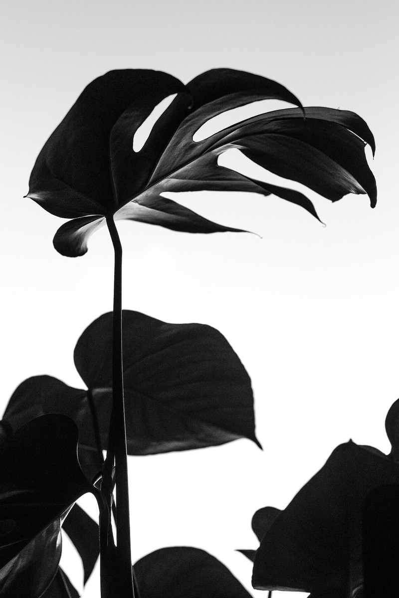 Corporate identity in bloom